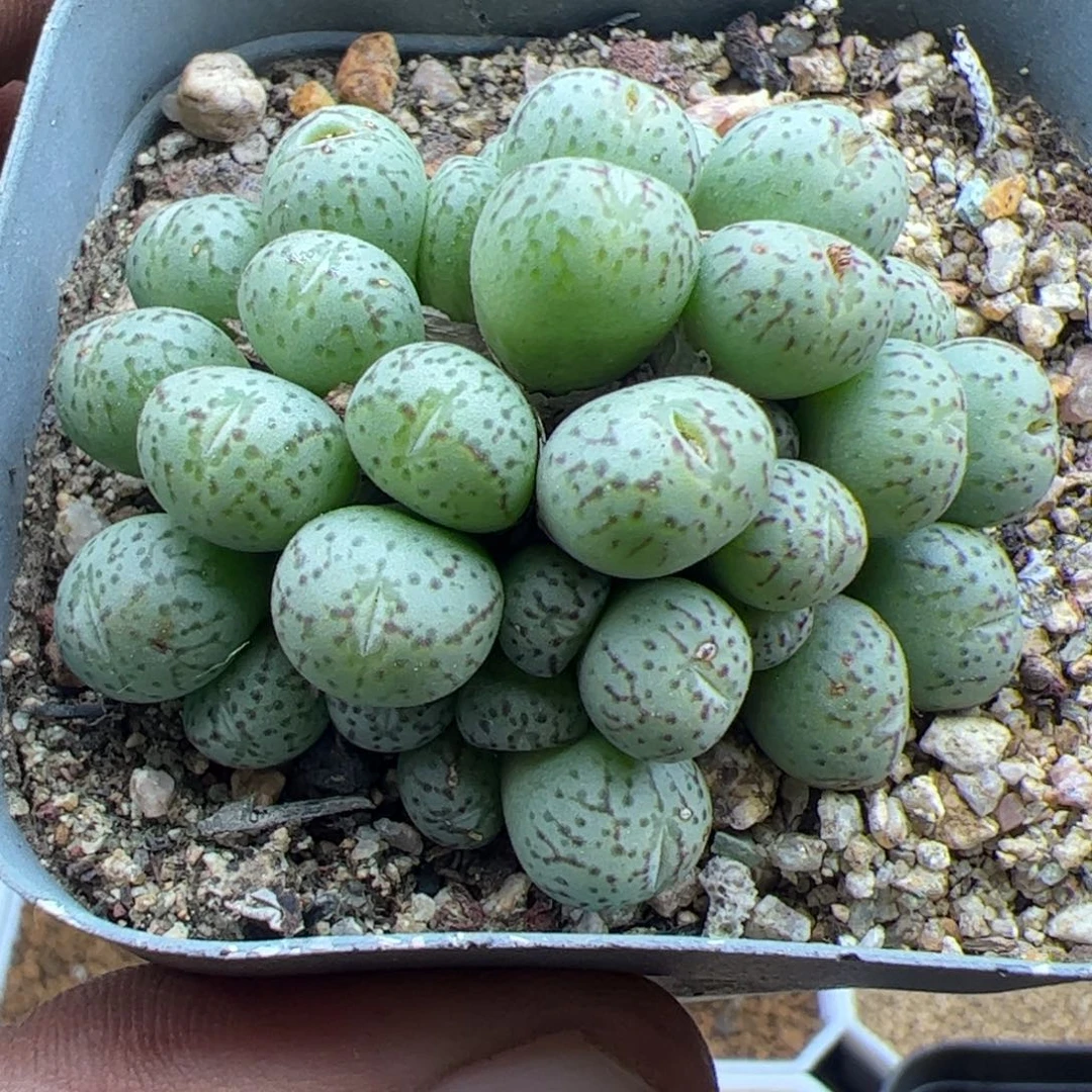 大家过年好22421