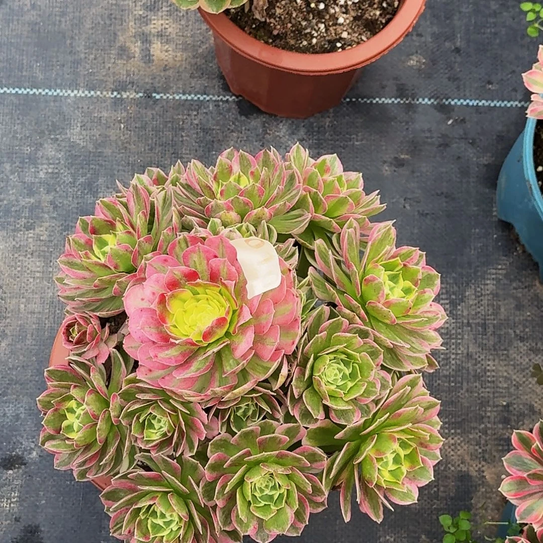 010海仙冠服28公分