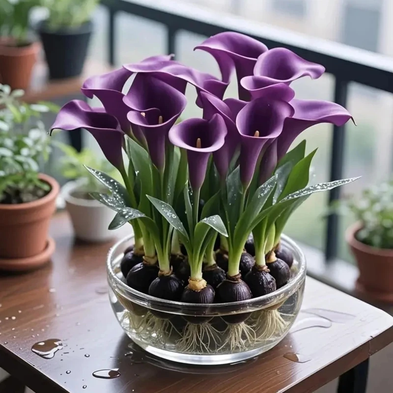 四季开花【香水味】水培马蹄莲盆栽好养室内外耐寒耐热四季开花