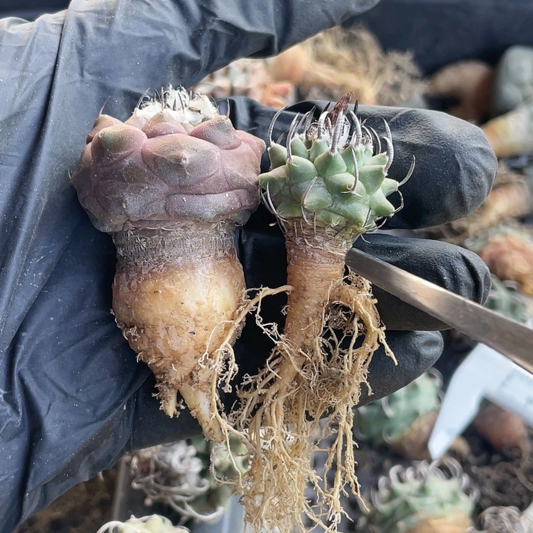 山***-娇丽升云龙一个冬云一个