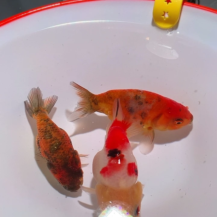 狮头鱼德元观赏鱼341