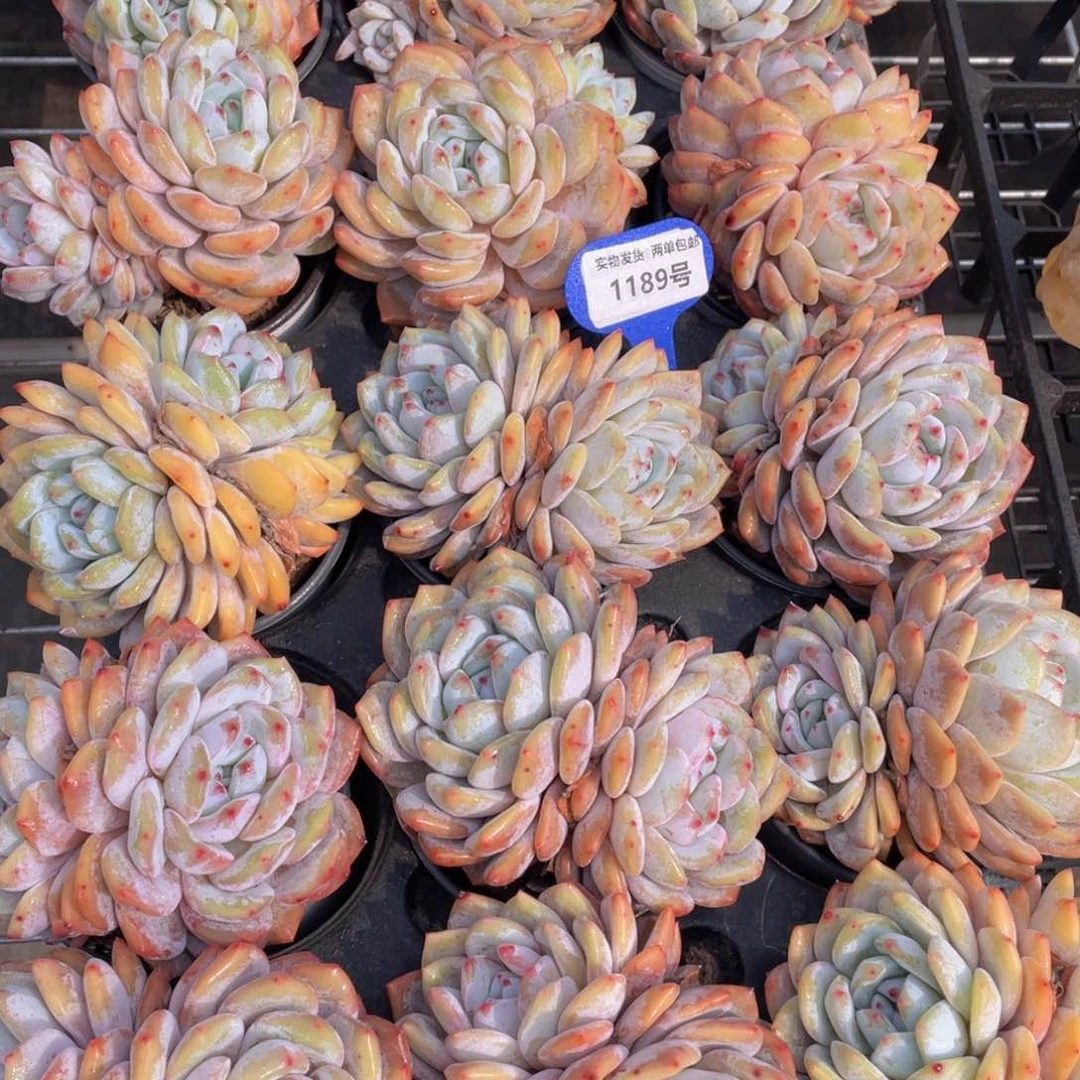 1189号 黄皮橙母本大双头一个