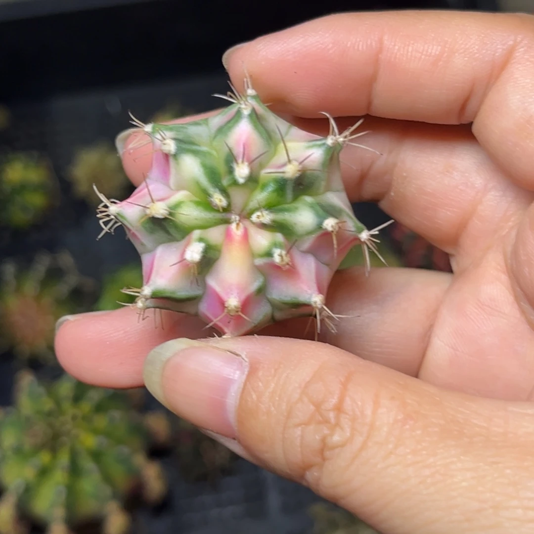 泰系测牙，粉砖，裸根发货