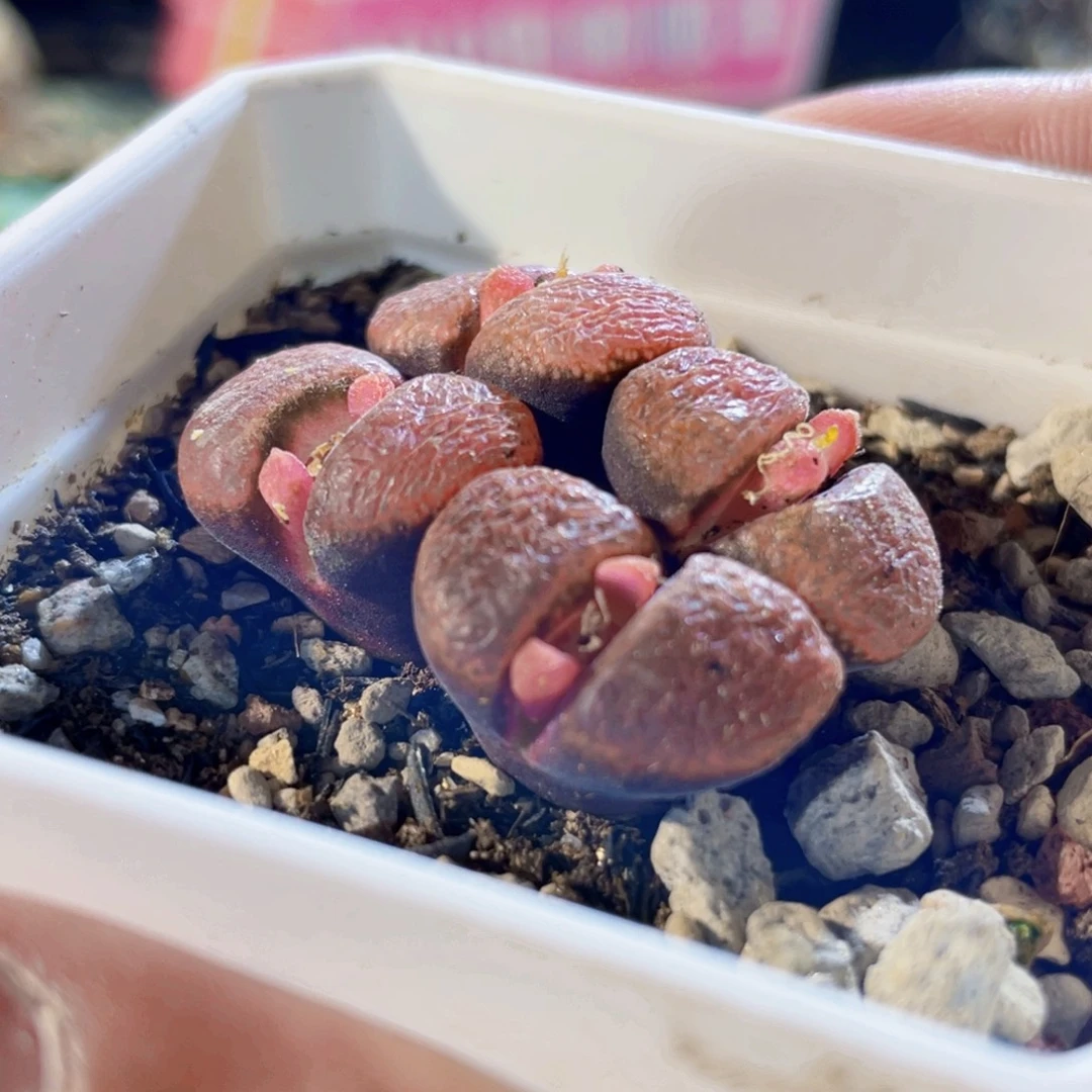 超级蛋糕母本福利植物一物一拍