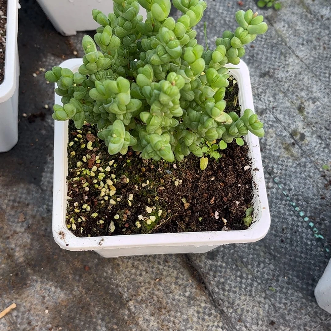 乐***心元宝优选枝干番杏