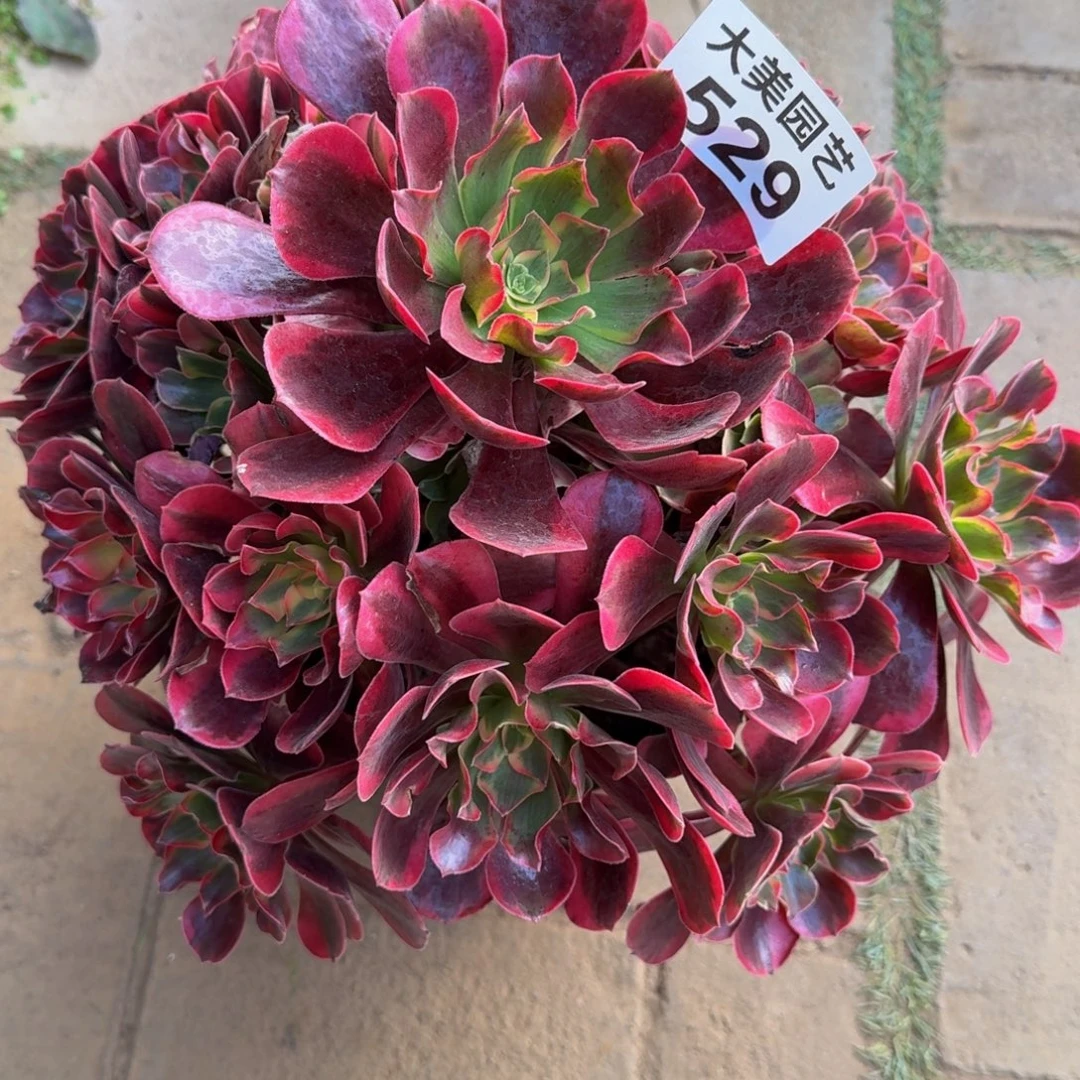 春***明凤冠老桩529肉肉肉肉