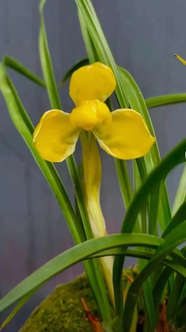 春兰《金色年华》养死包赔