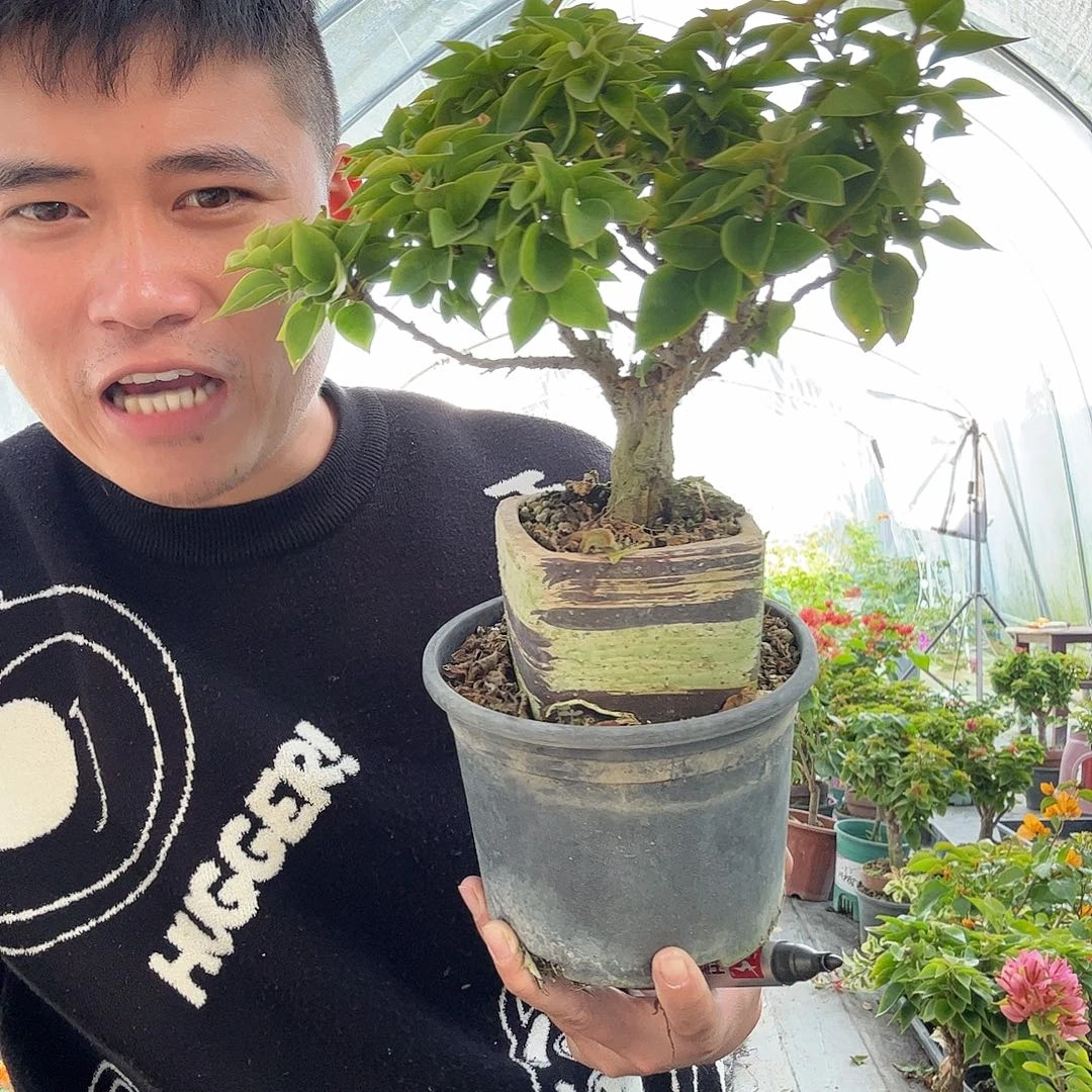 完全开放三角梅塔子1号