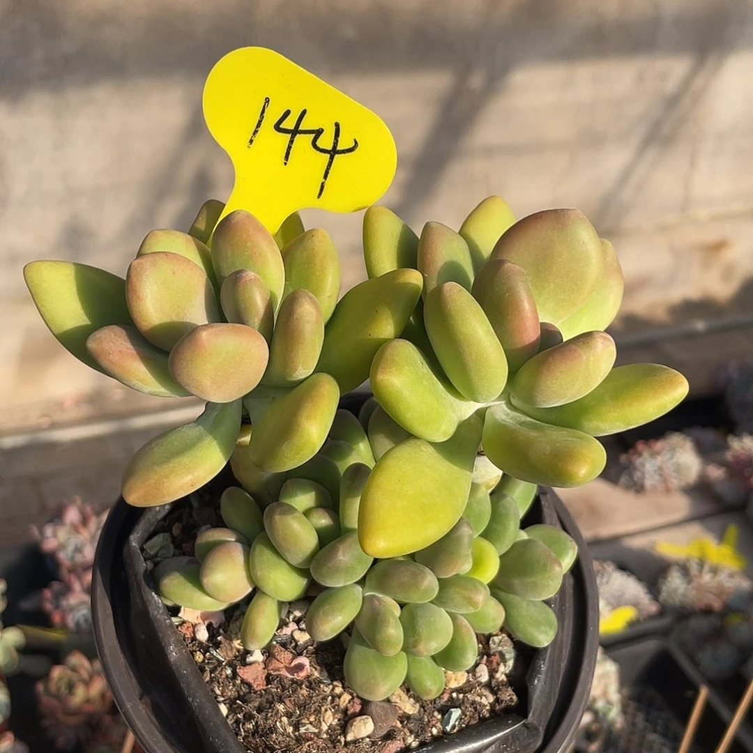 芒果美人多肉植物144