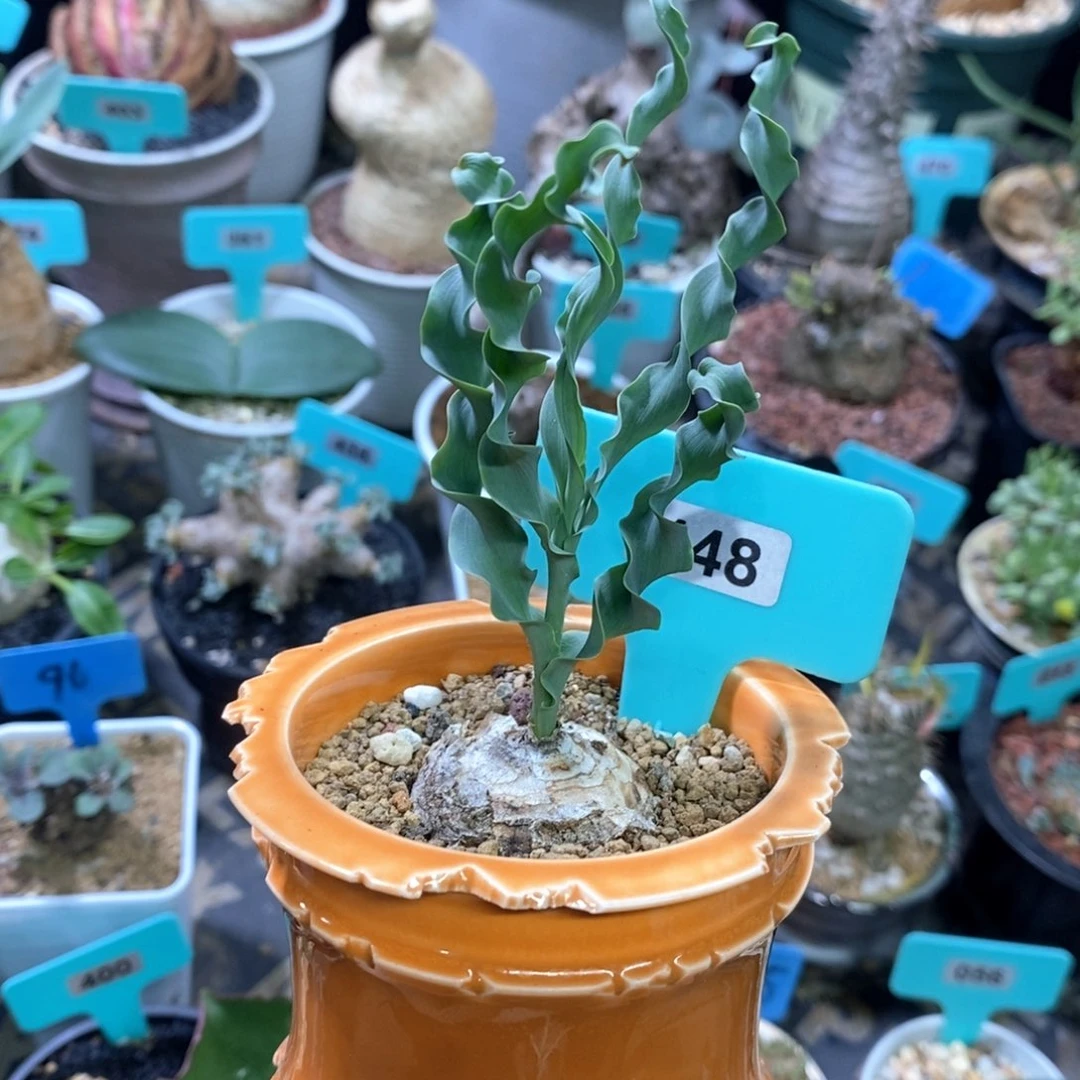 DC弹簧草产地多肉植物