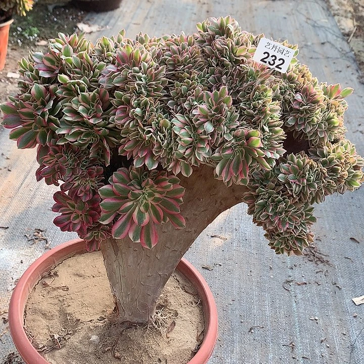 232粉女巫砍头发货