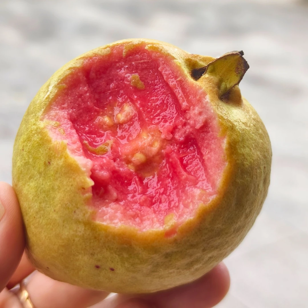福建碱地草莓红心芭乐【味浓香糯】放微软吃低卡水果番石榴新鲜顺丰