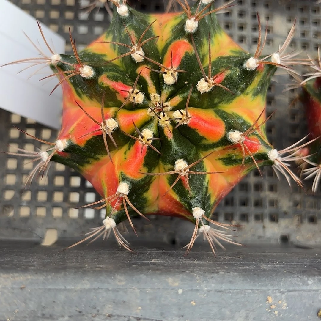 Z1111-1110泰国米哈vip