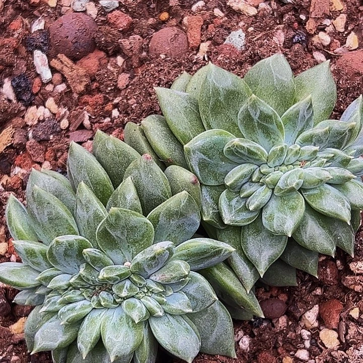 1颗美人系列多肉植物