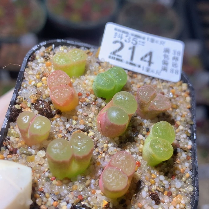 精品生石花35.214磁铁