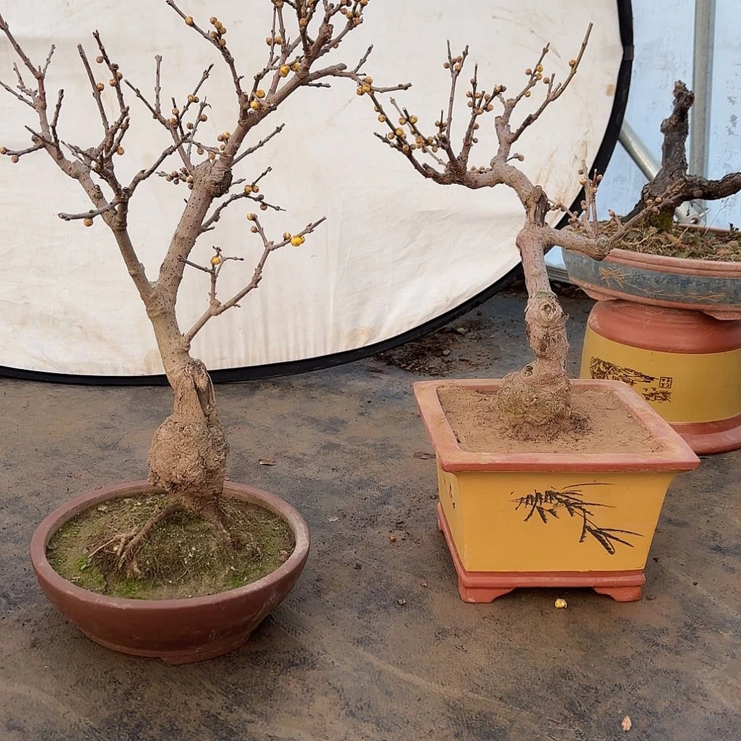 无花朵腊梅盆景造型造型盆栽