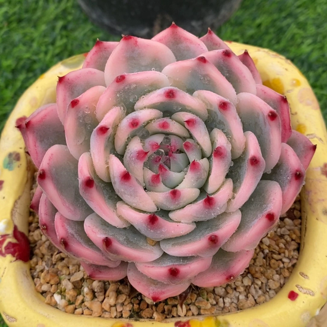 大单头，娃娃锦，123456789