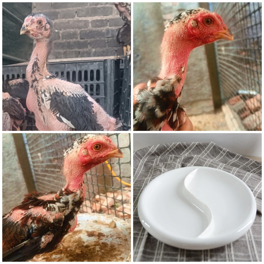 高品质斗鸡盘，现货速发