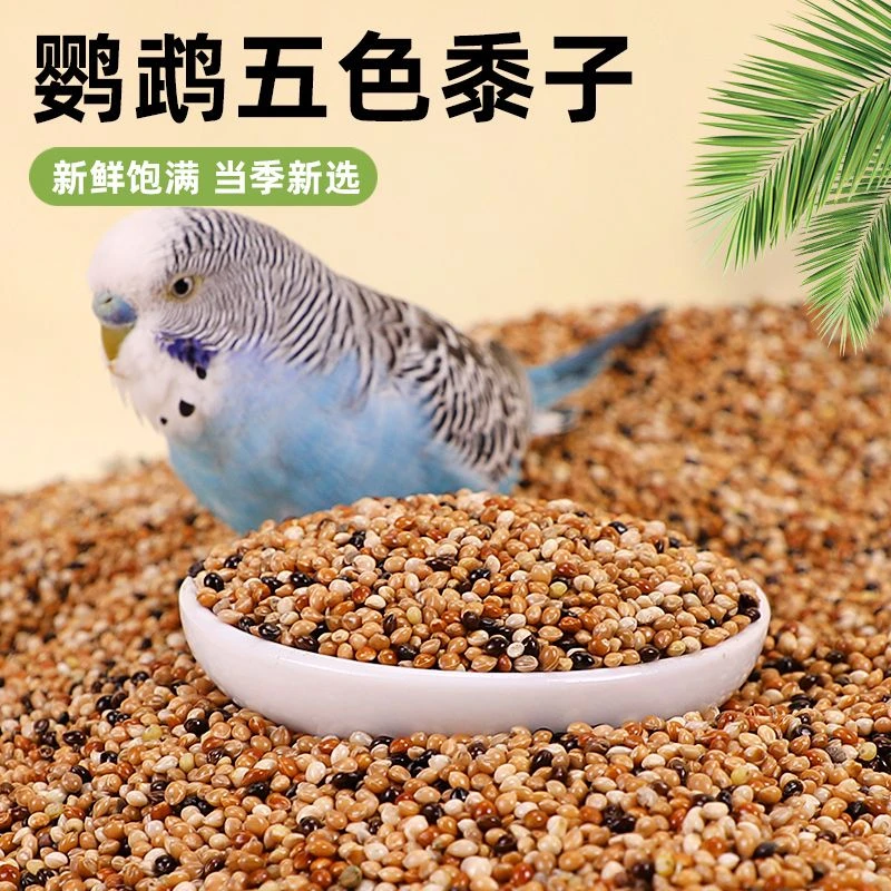 五色黍子带壳鹦鹉鸟粮饲料虎皮牡丹玄凤中小型鹦鹉鸟食混合粮谷子