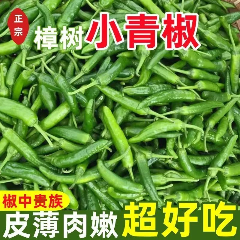 【精品】正宗樟树辣椒新鲜现摘辣椒食用薄皮嫩青线椒农产生鲜AA