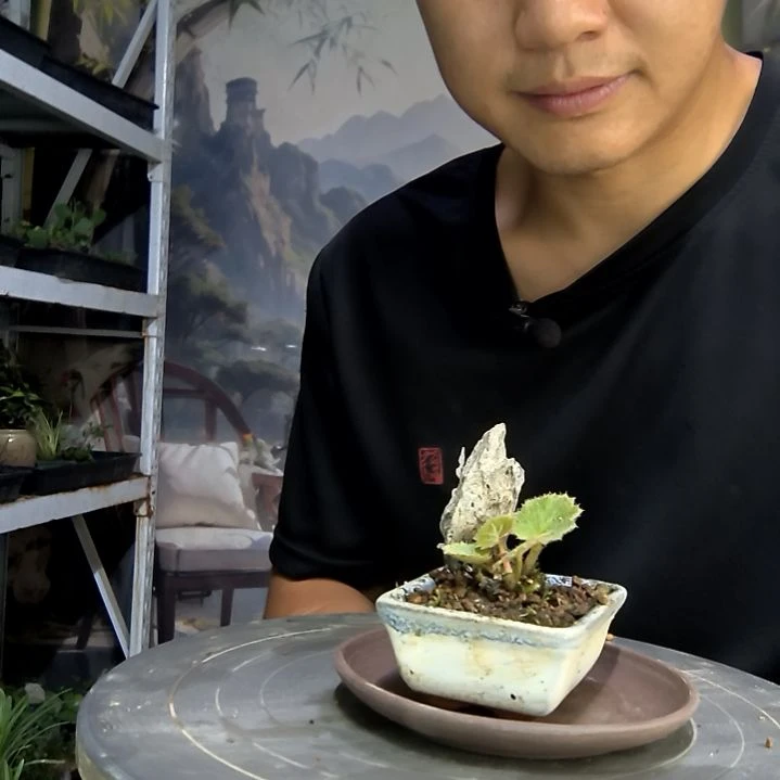 夏****?中青园艺一物一拍62