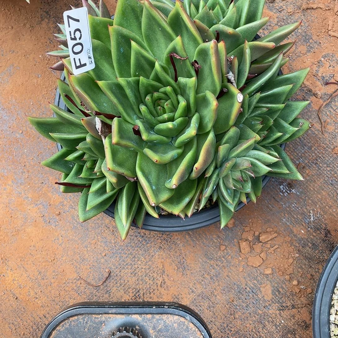 若如东云多肉单拍F057