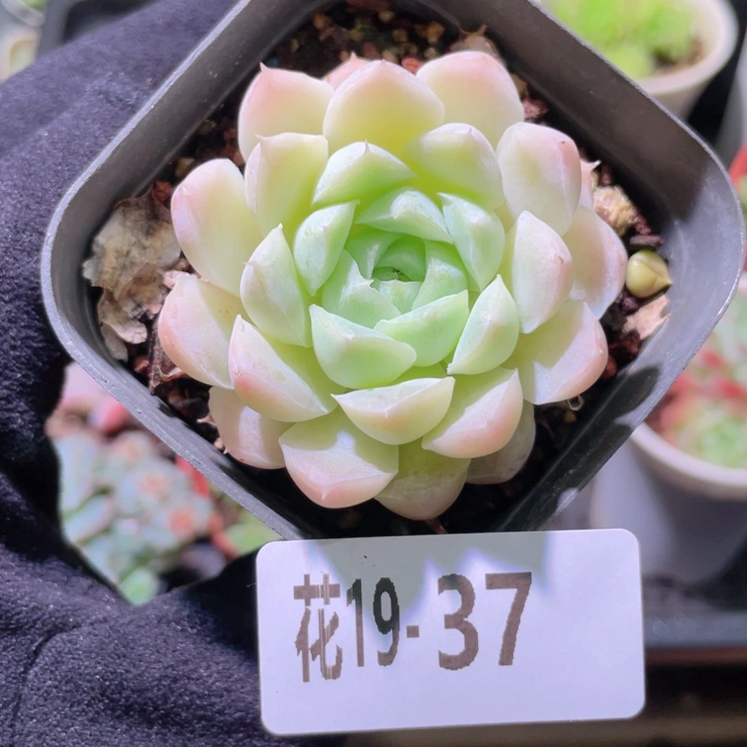 花利美19-37白月影