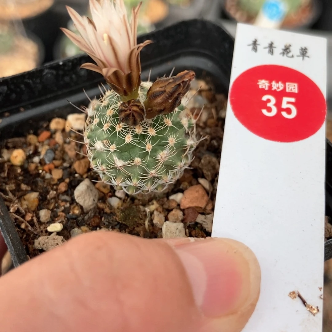 实生密刺海胆娇丽2.3cm