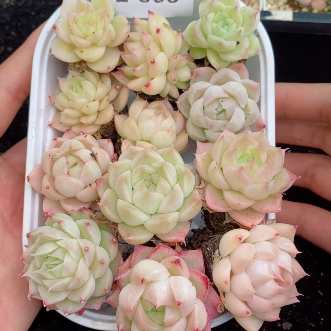 2-595 新疆西藏内蒙不发其他12.8包邮两到三公分多肉