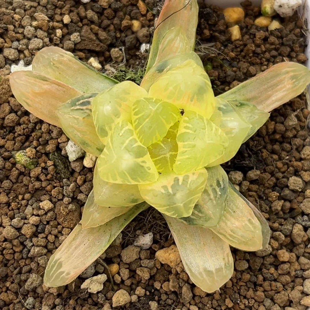 31糊斑老川灯芯玉露锦十二卷多肉