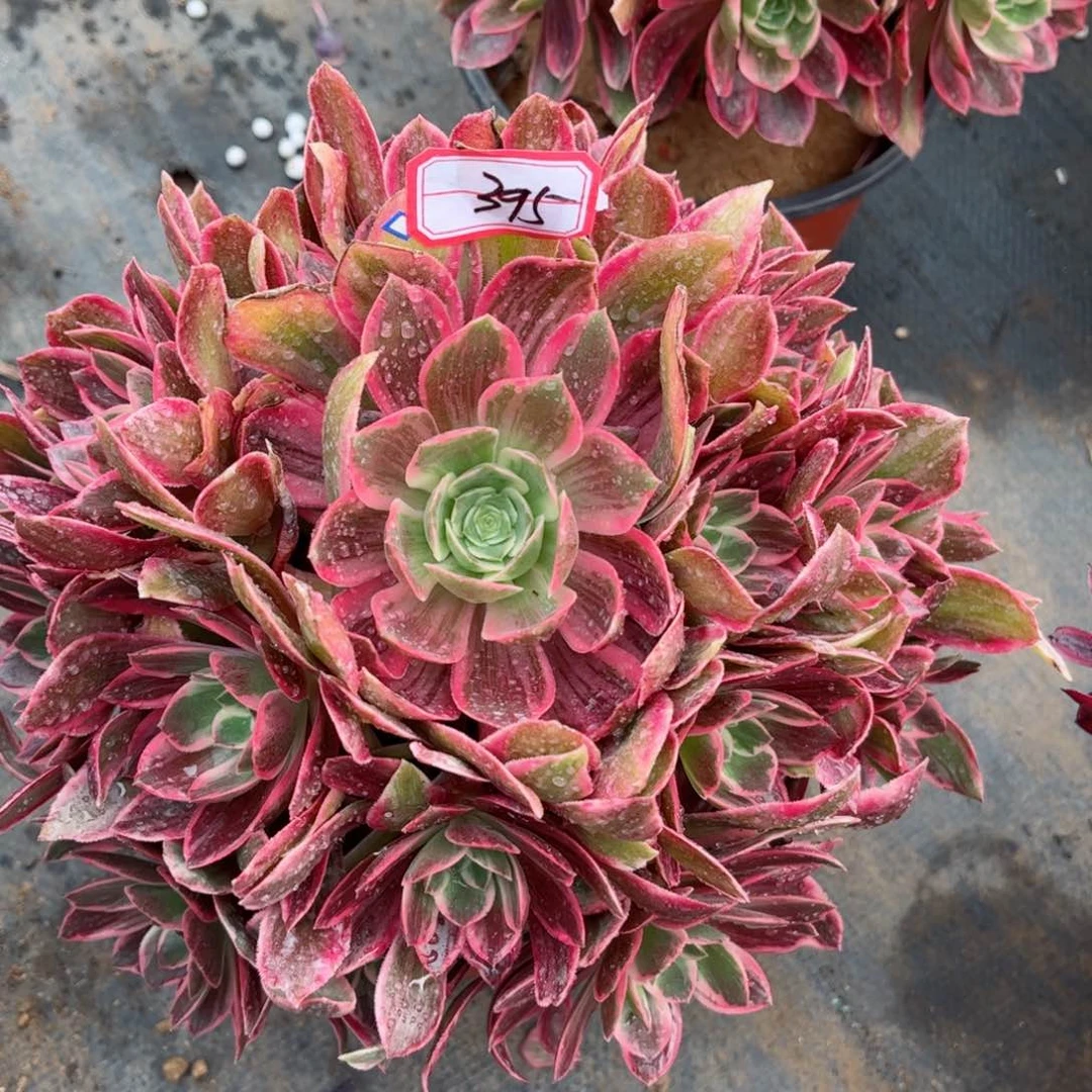 多肉植物395号多肉