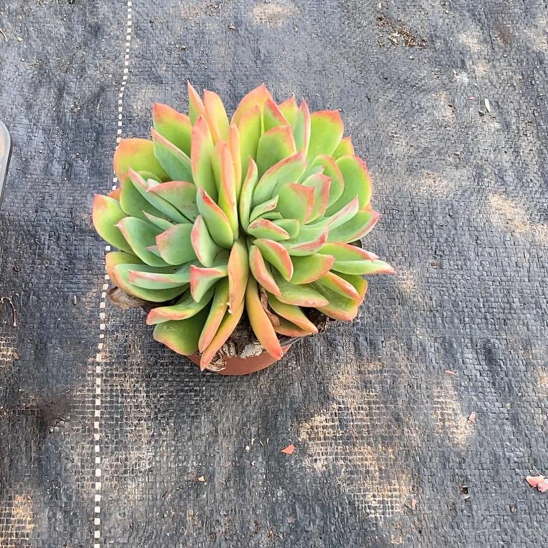 籹***諨绮罗1颗多肉植物带盆带土