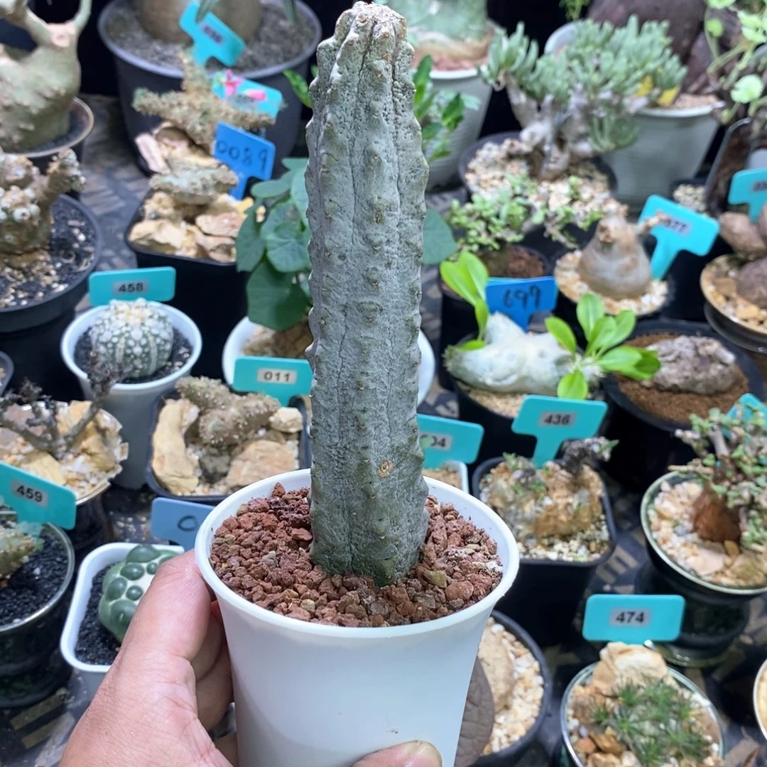 水泥柱多肉植物一个，特价不售后