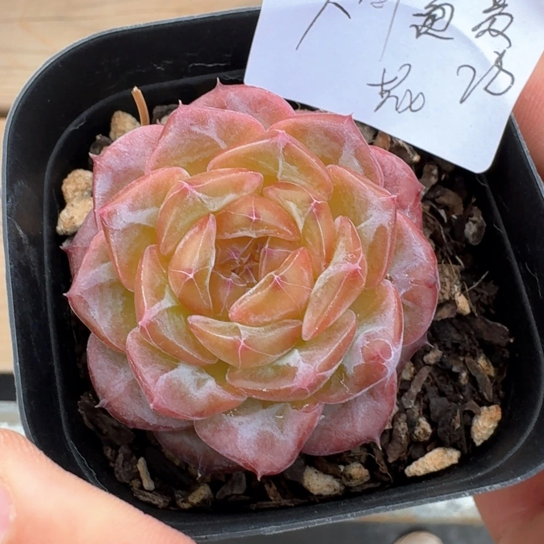 人****石榴籽琥珀            精美多肉植物