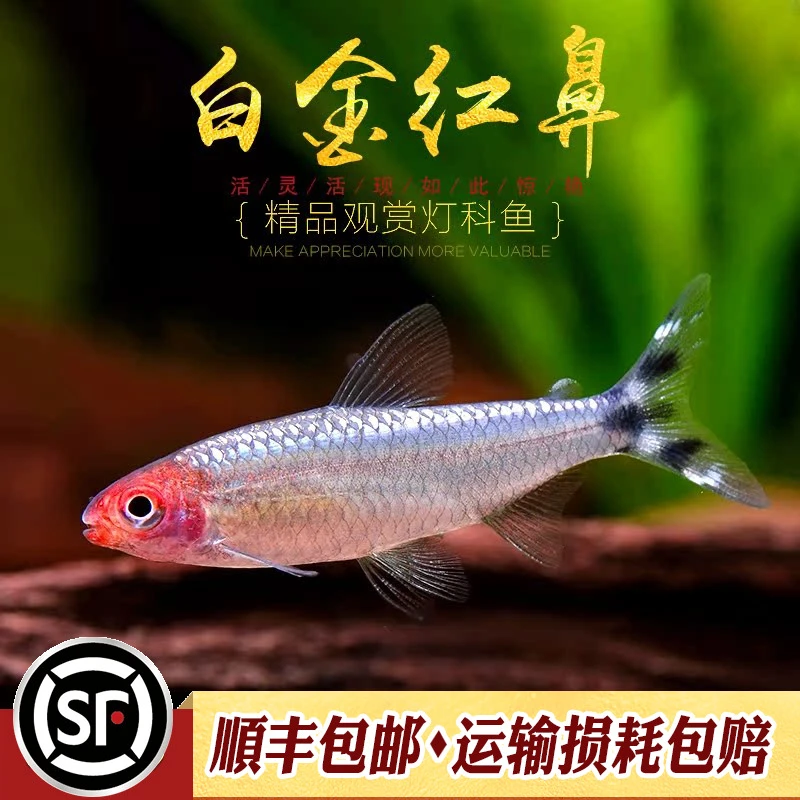 白金红鼻子剪鱼铂金红鼻草缸群游灯科鱼热带灯鱼缸小型观赏鱼活体