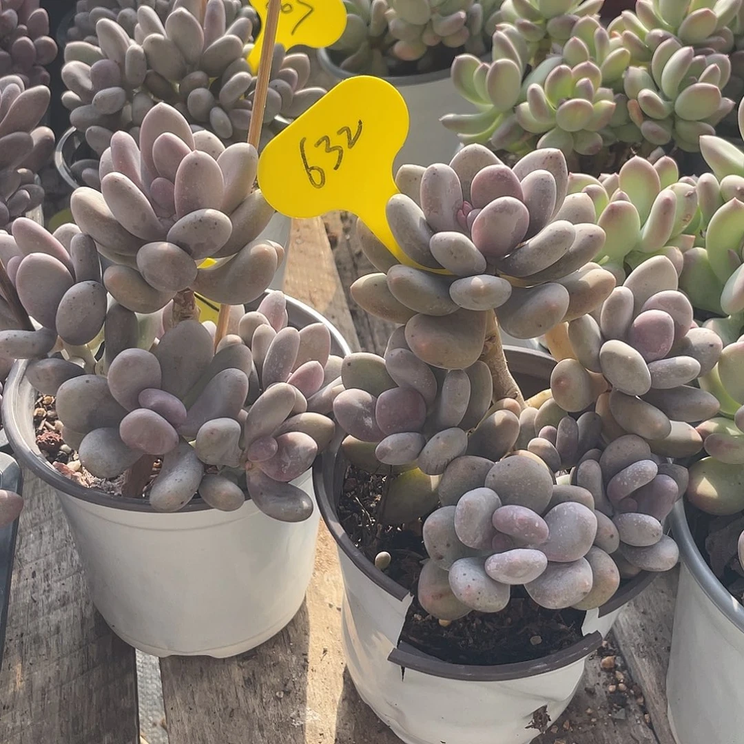 蛋黄奶多肉植物群生632