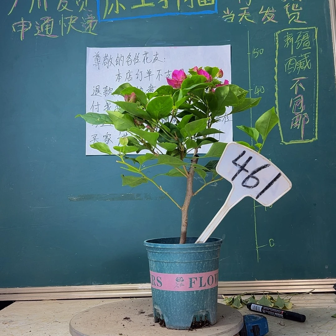 当前无花栽培后可以开花暗斑宫粉 461