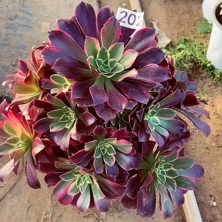 金丝雀多肉202多肉不包断