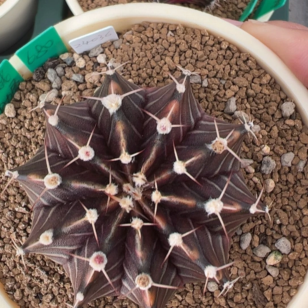 171 好看的米哈冲冲冲