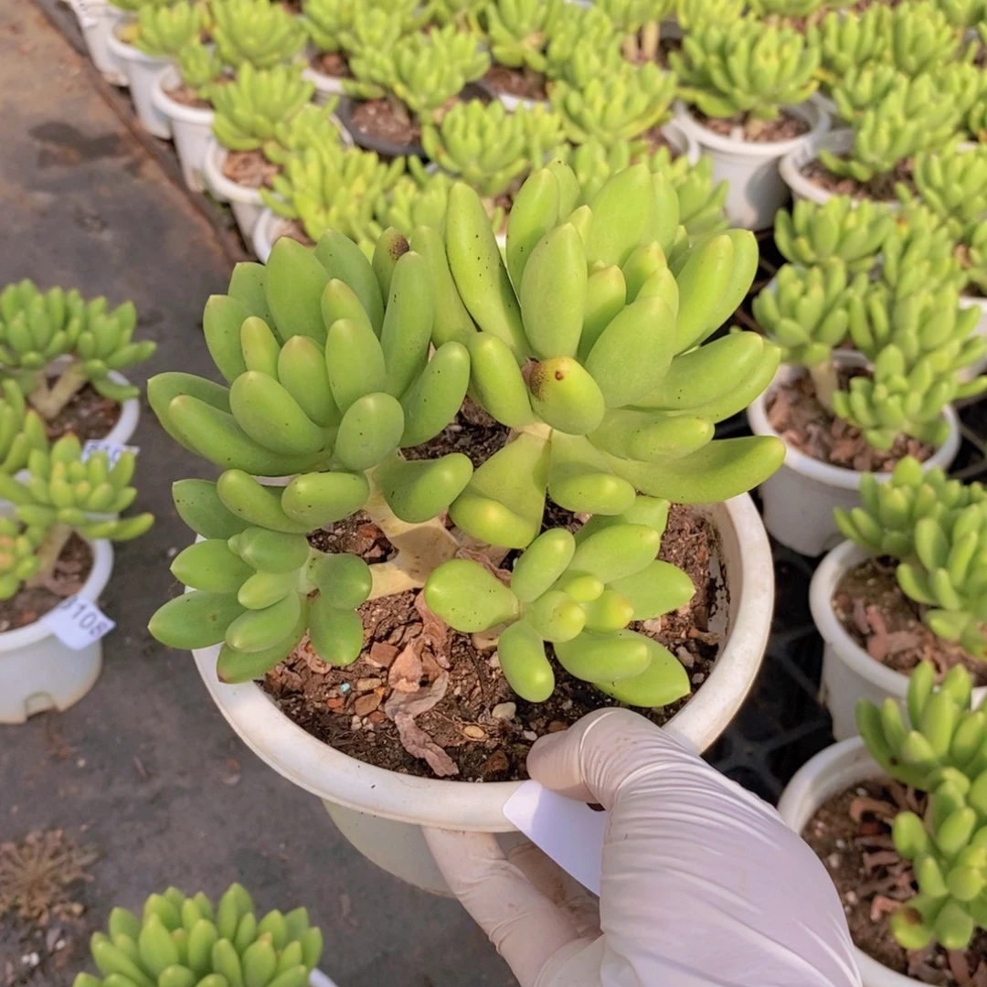 8358金蝉多头一物一拍