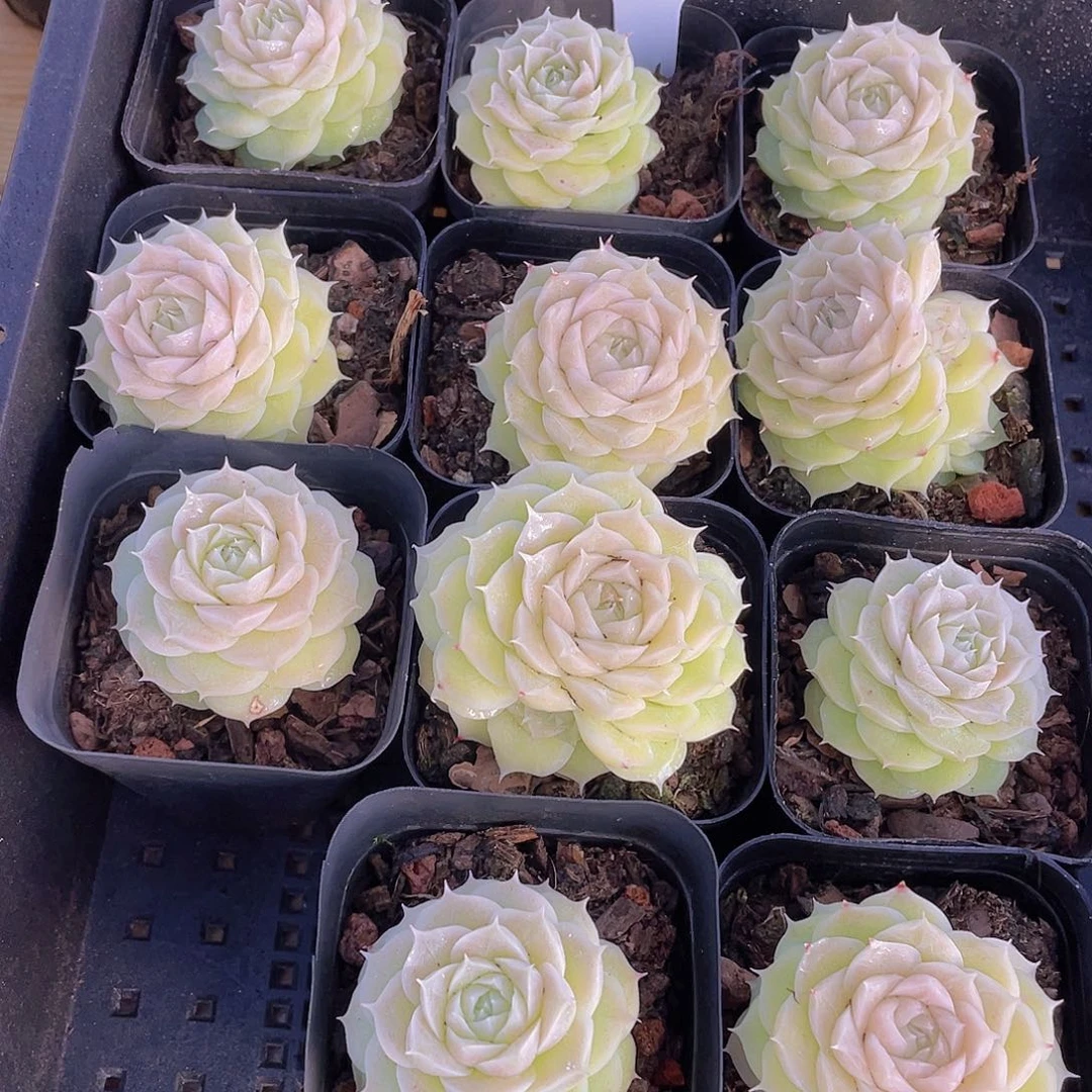 1202号 山茶花麦秆单头一个