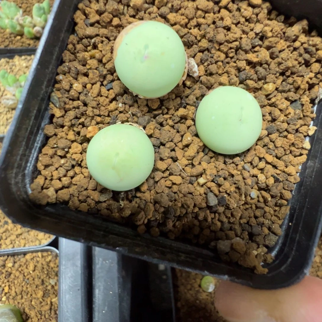 14-101鸽子蛋多肉植物