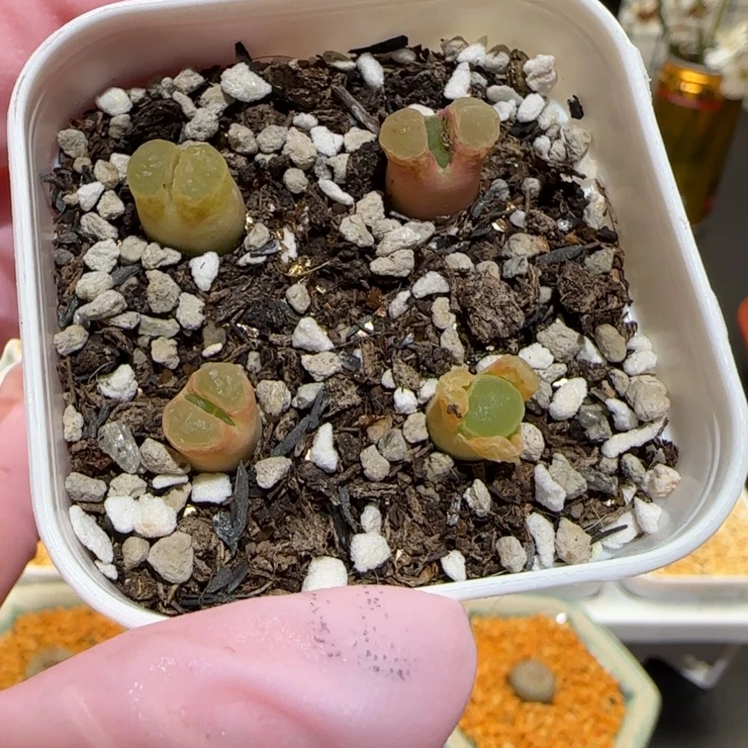 肉锥多肉植物百科-组合风铃1187