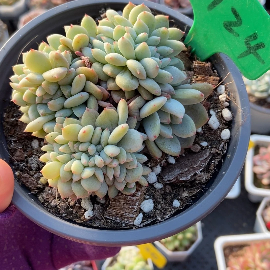 3124星影缀多肉植物