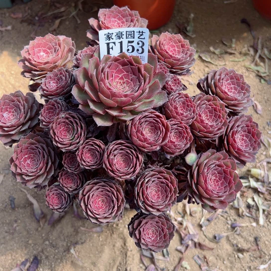 153红魔尺寸20左右