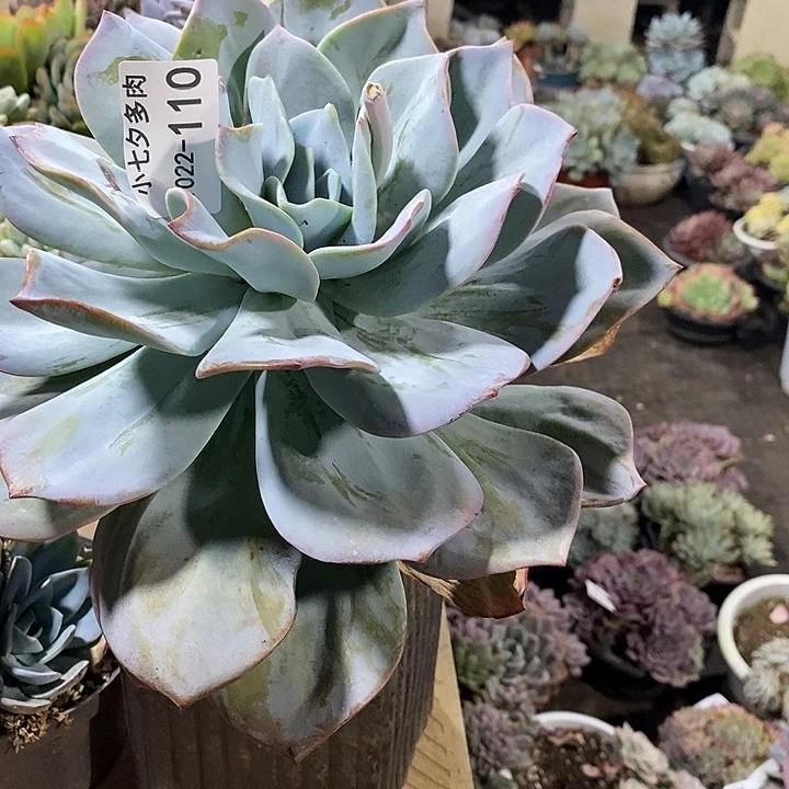 小七夕多肉凤杂110