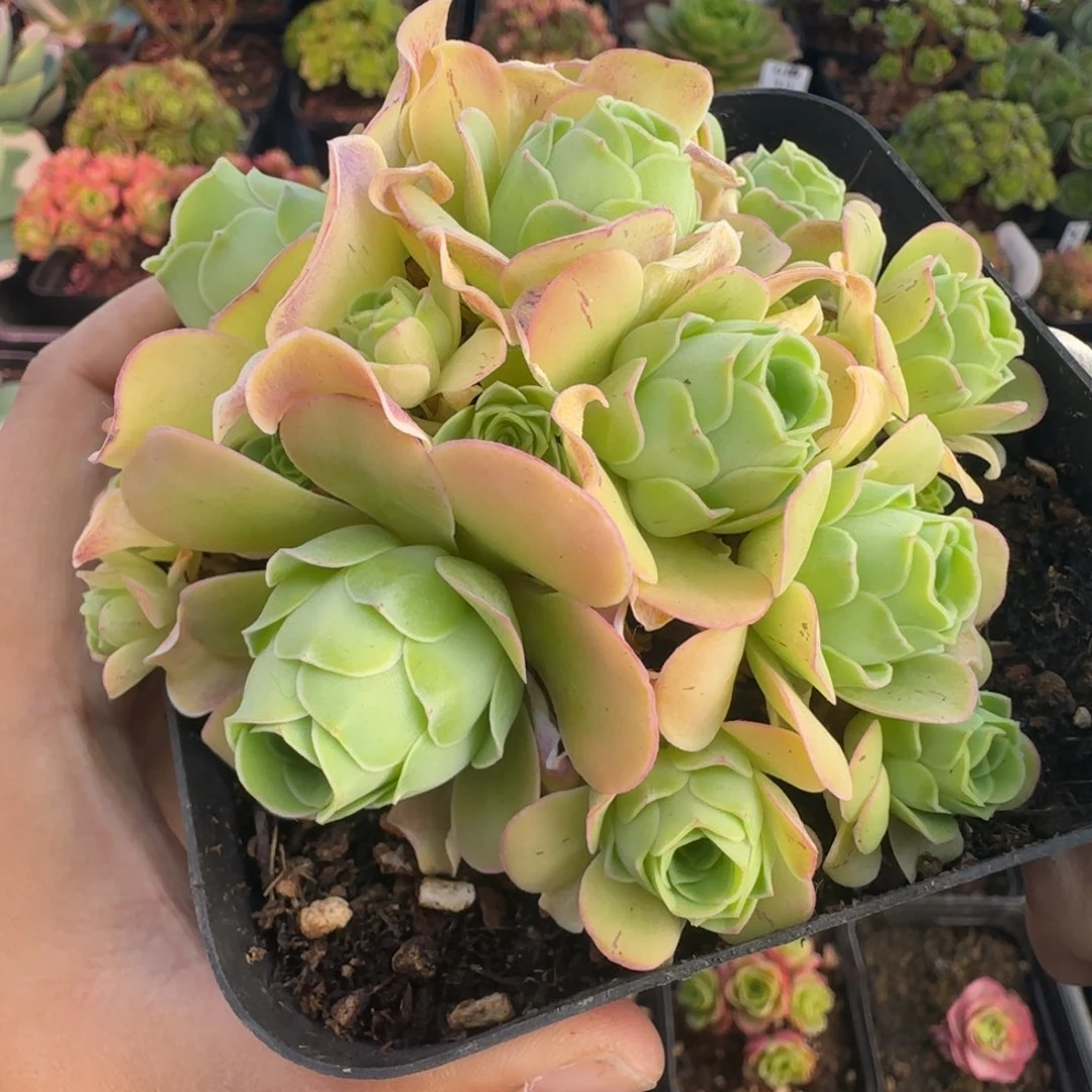 L721半城玫瑰鹿兜绣球不含盆土