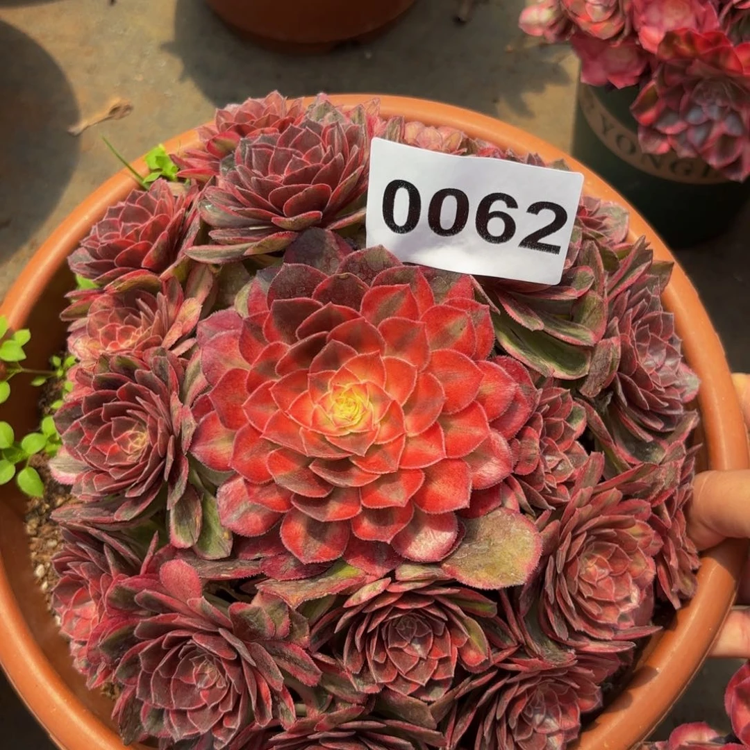0062多肉植物唐三彩