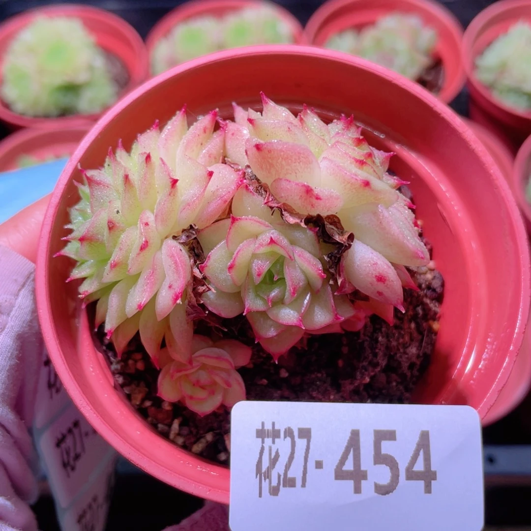 花利美27-454麦秆