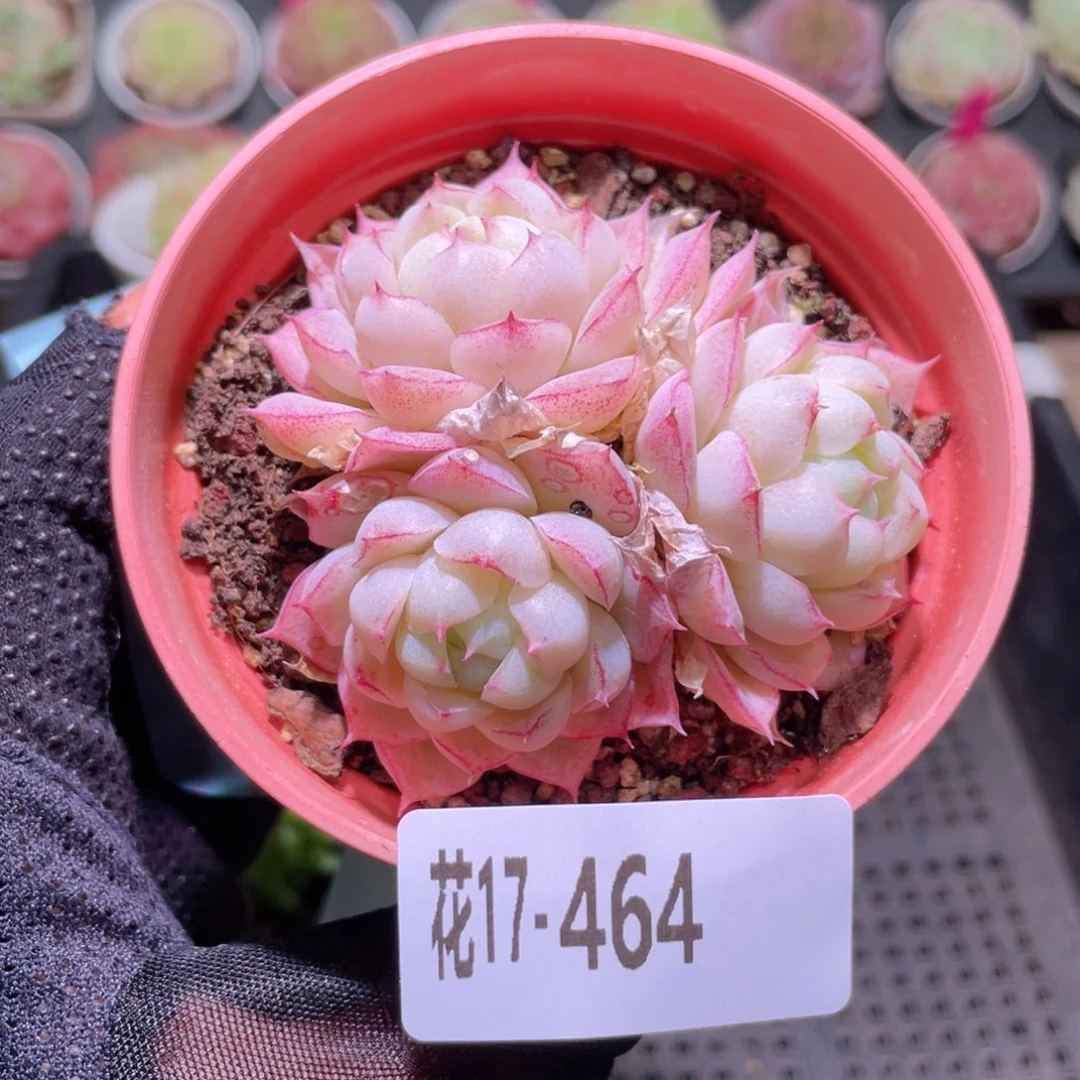 花利美17-464女王玫瑰